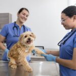 HOSPITAL_VETERINARIO_11-scaled-1-716x478.jpg