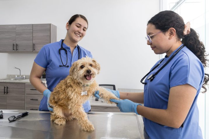 HOSPITAL_VETERINARIO_11-scaled-1-716x478.jpg